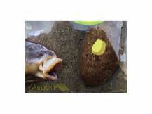 Obrázek k výrobku 59367 - SENSAS Krmítková Směs 3000 Method Feeder 1 kg