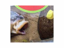 Obrázek k výrobku 59367 - SENSAS Krmítková Směs 3000 Method Feeder 1 kg