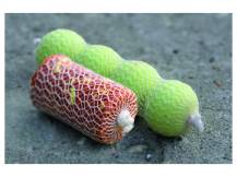 Obrázek k výrobku 74158 - STARBAITS PVA System Boilies Komplet Punčocha 6m 22mm s tubusem
